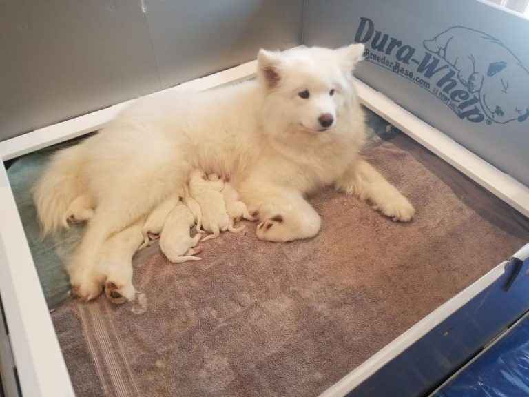 Stevie New litter 1 day old & 5 weeks, Born Feb 2019