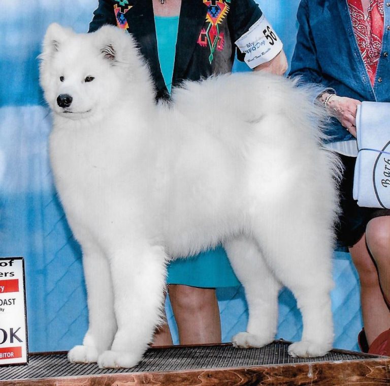 Multi BISS GCh.Polar Mist Kick Start My Heart, (SOLD)