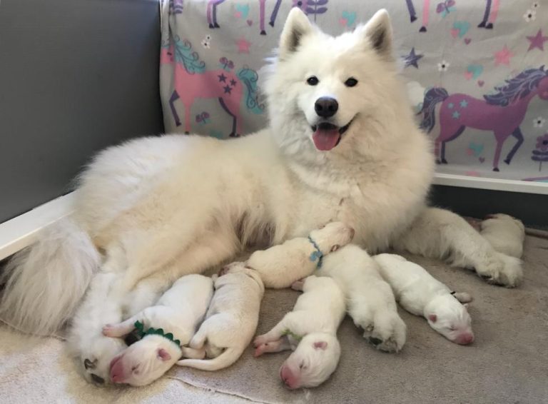 Laika’s babies 2 days old & 2 weeks old, 2019