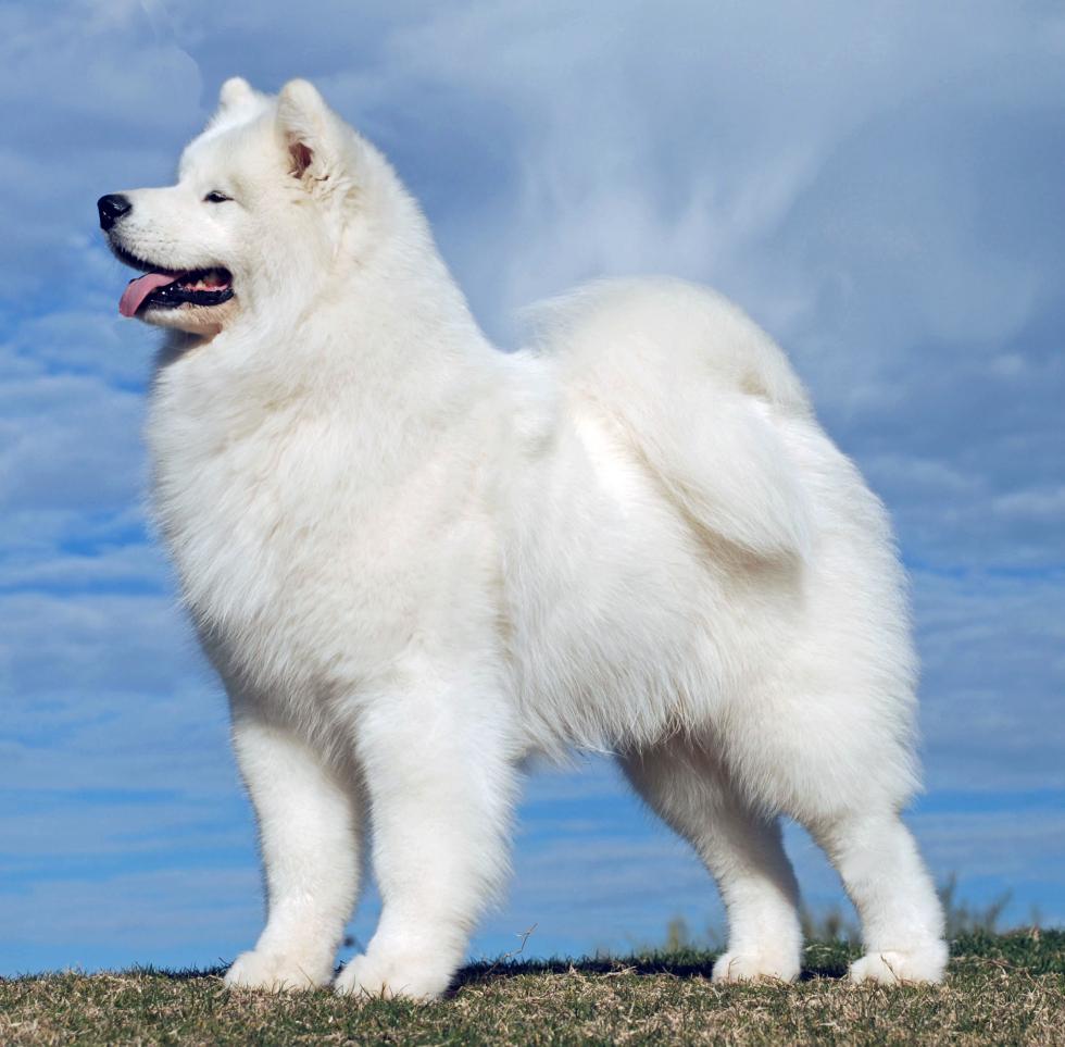 送料無料 いつまで (KIX) Up, It Kick'n Mist Ch.Polar - Samoyeds Mist Polar トップス