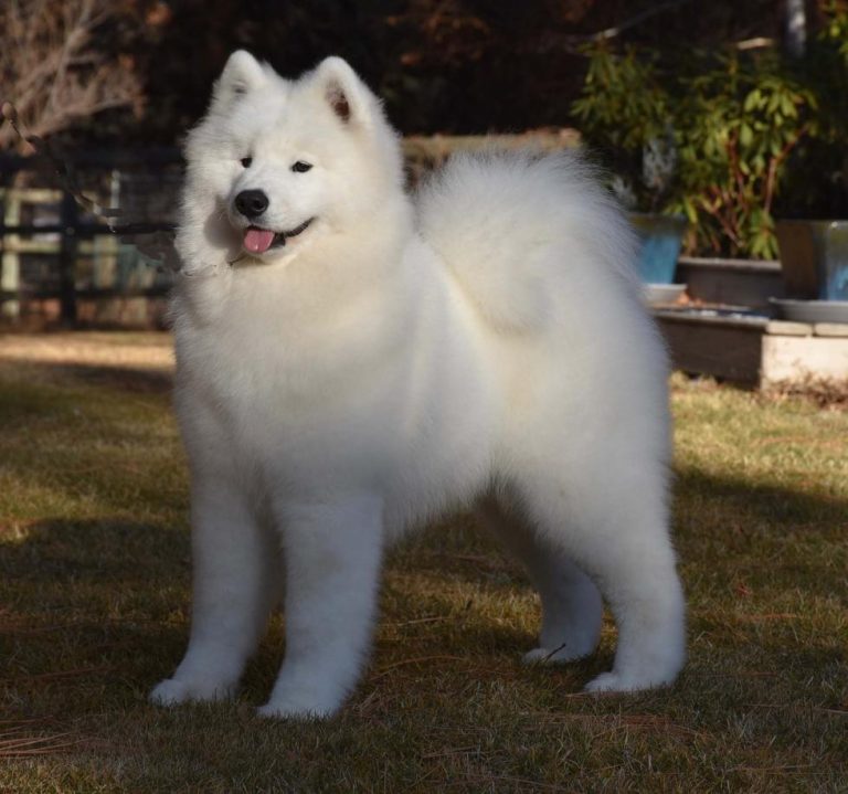 BISS GCh.Polar Mist Look’n For Trouble, (RETIRED)