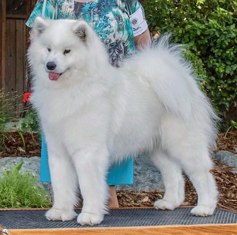 BISSOH GCh.Polar Mist Panties In A Knot, (Knotie) RETIRED