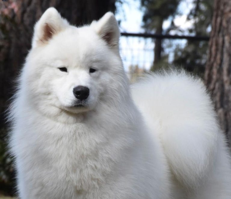 CH.VANDERBILT N’ POLAR MIST SWEET TALK’N MAN, (Talker) Sire