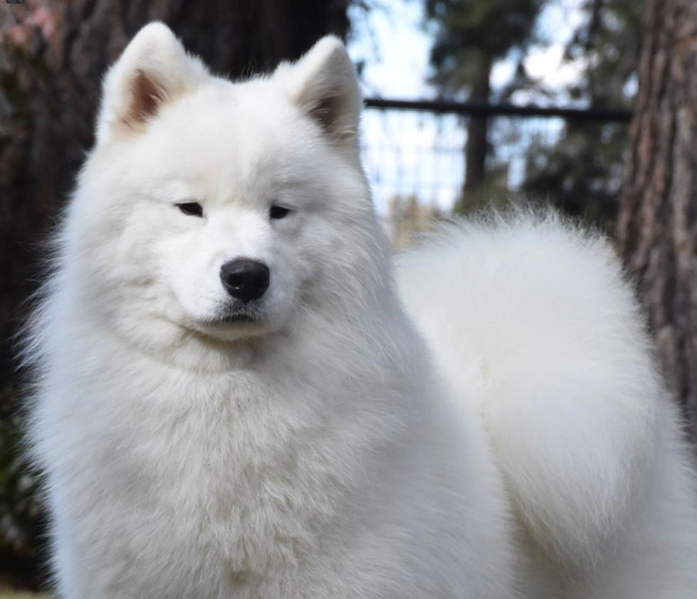 【samoyed】bon bon camisole (vanilla) Bon Bon Camisole (Vanilla) MYSAMOYED - メルカリ