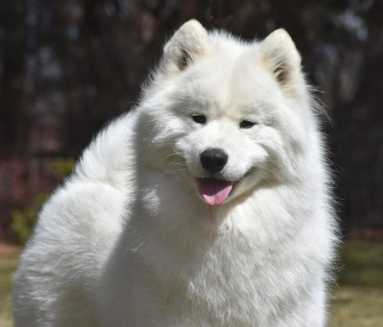 BISS GCh.Mishka’s Russian Heart And Soul (Neeka)