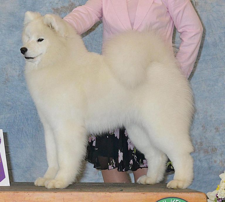 BIS OH GCH.POLAR MIST KISS OF FIRE, (FIRE) Will be bred to Treble. (Litter Born March 19TH)