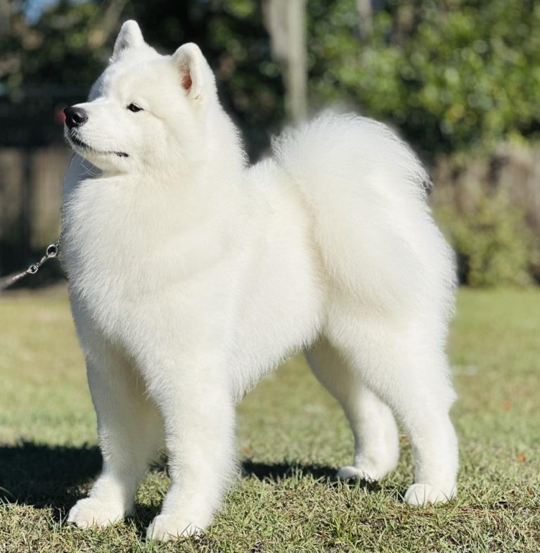 BISS GCH.POLAR MIST CLIMB UP THE PEAK, (Sire to Gracie’s & Haley’s Litters)