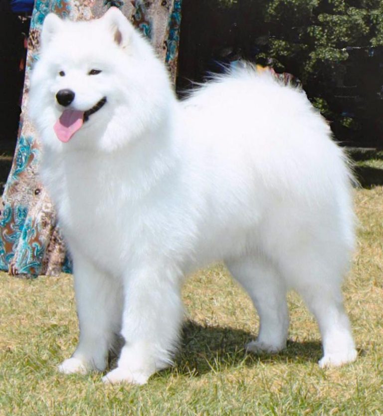 GCh.Polar Mist Nauti Lil Party Girl, (RETIRED)