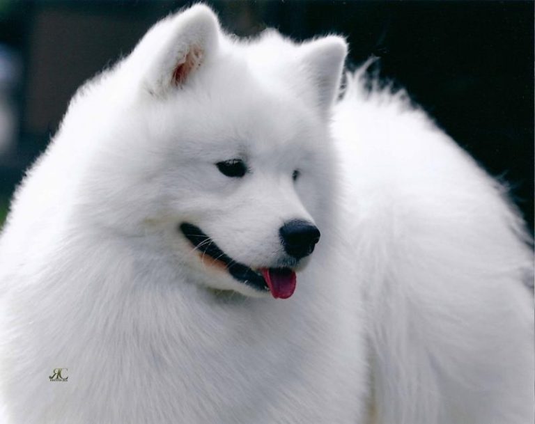 BIS BISS GCh.Polar Mist Cru’z T’Party At Zamosky, Top Winning Male 2012