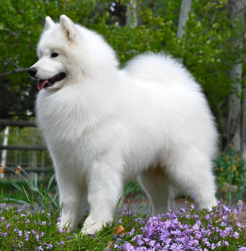 samoyed トップス Happy Playing Samoyed Dog