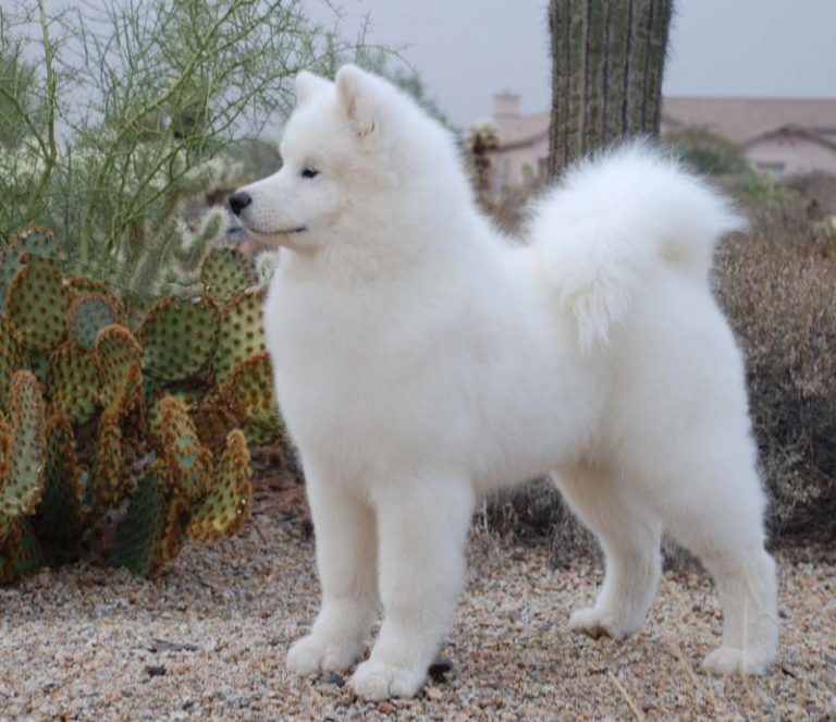 GCh.Cabaka’s Pol’r Mst Pretty Cool Guy, (Guy) Group Placer(Deceased)