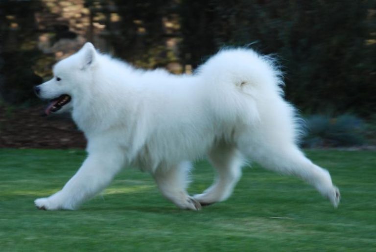 Ch.Polar Mist N Mishka’s Sierra Reveler WS, Specialty Winner, he is a working dog titlest. (Travis) (Retired)