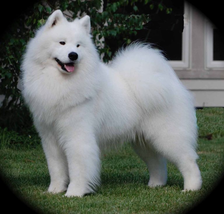 AM.DK.GCh.Polar Mist All The right Stuff ROM (Kenai) Top Stud Dog