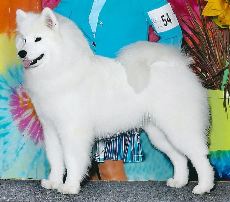 GCh.Polar Mist Celestial Angel at Polar Star,Planned Spring Breeding