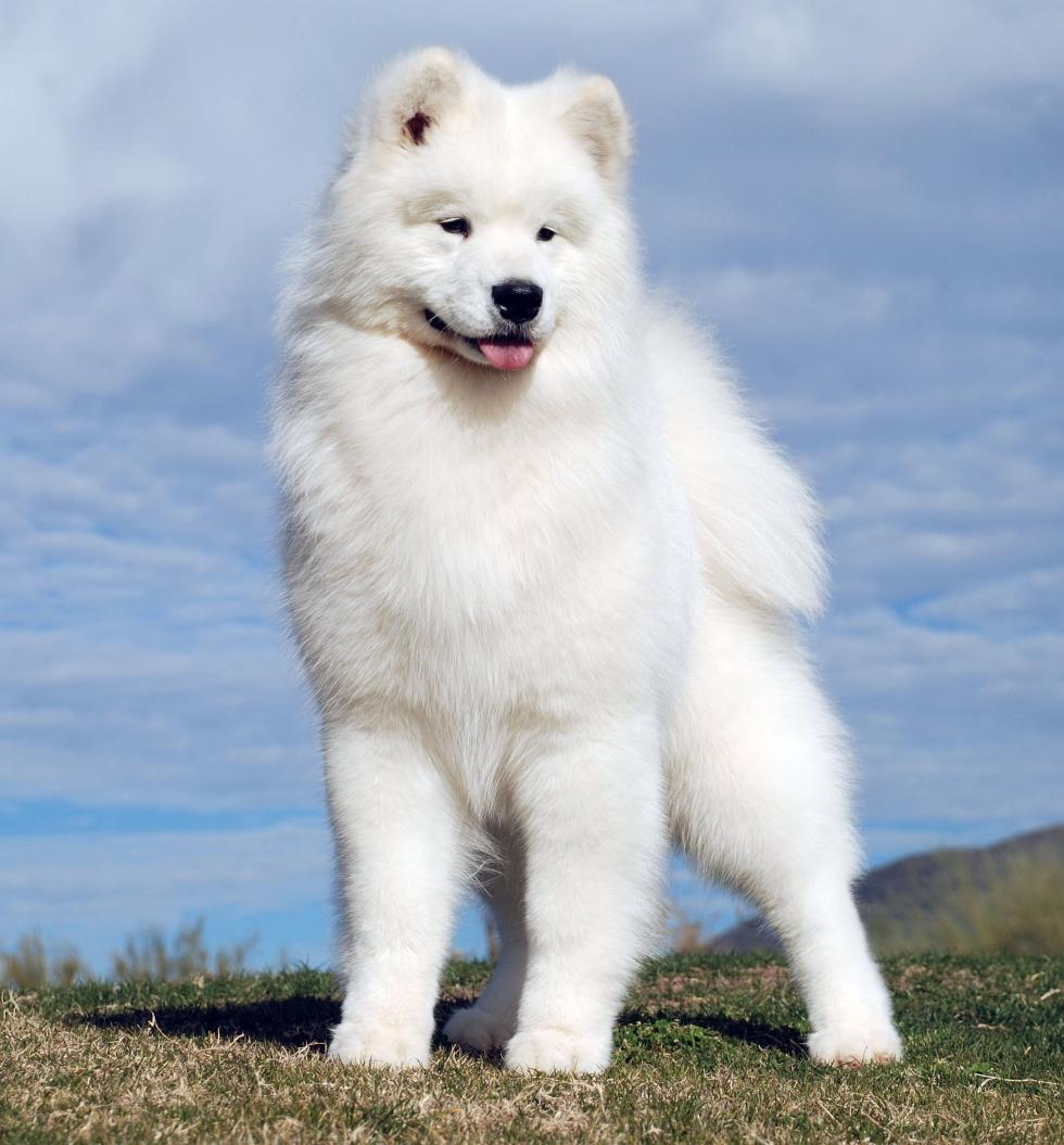 Ch.Polar Mist Kick'n It Up, (KIX), Sire of Kegs, grandsire