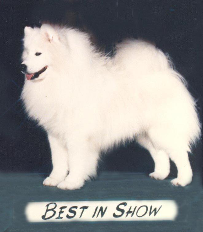 BIS BISS Am.Can.Bah.Ch.Polar Mist Dr. Pepper, Mulit Best In Show Winner