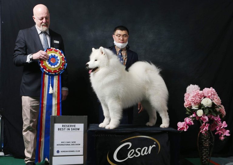 BISS Ch.Cabaka’s Qonjac Of Summertime, BIS Puppy, SCA National.