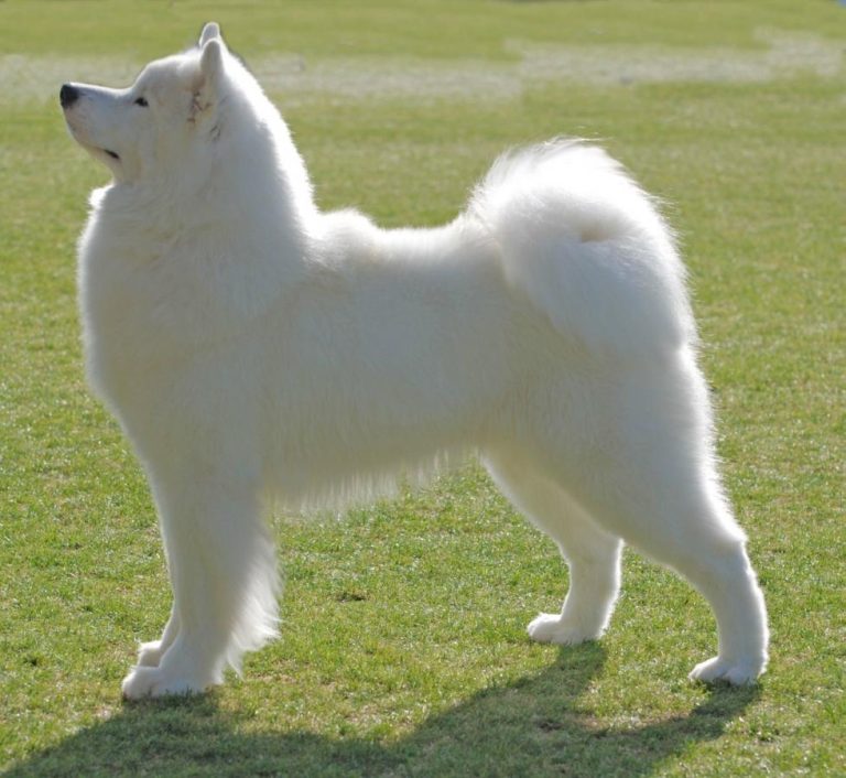 Multi BISS GCh.Polar Mist Hav’n It All, (TAHOE) Multi SpecialtyBIS Winner/Group Winner