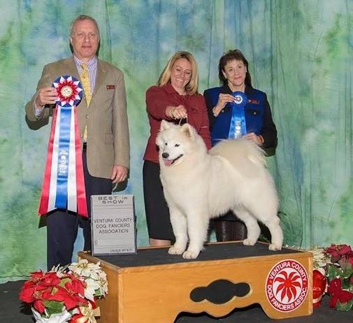 BIS BISS GCH.Polar Mist Midnight Delight, (Yummy) Best In Show/Specialty Winner, Co -owned, Retired