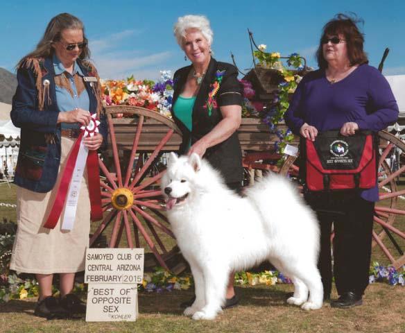 BISS GCh.Mishkas N Polar Mist Light My Fire, (Yuri) Specialty Best In Show Winner