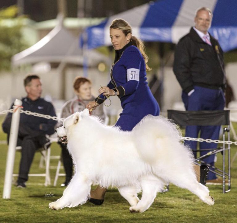 Multi BIS Multi RBIS Multi BISS Am.Dk.GCh.Polar Mist Kick Up The Party, (KEG S Best In Show winner)(Deceased)