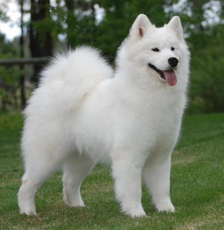 BISS GCh.Mishka’s Lil Russian Firecracker, Co-owned with Maria George, RETIRED