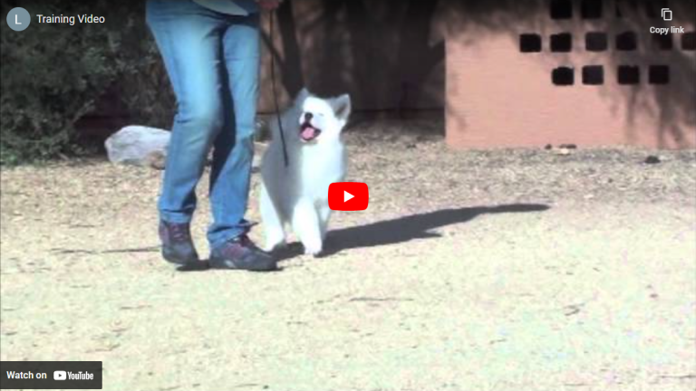 Puppy Show Training