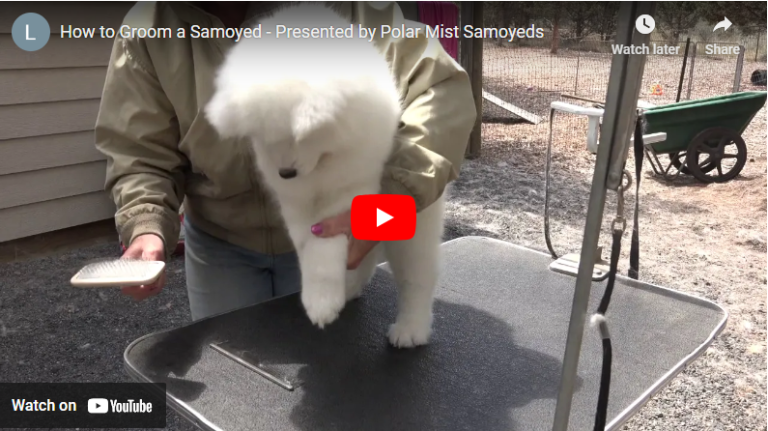 Grooming The Samoyed