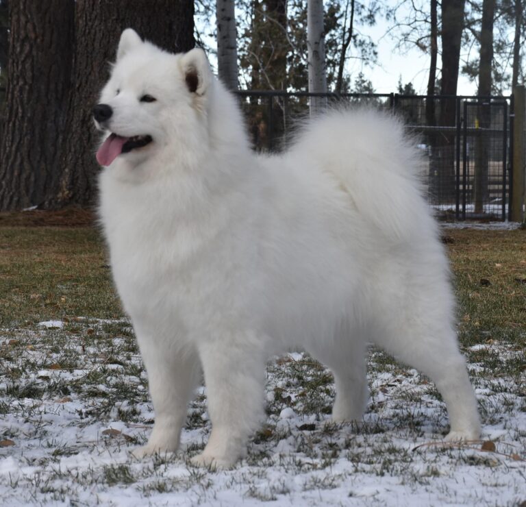 CH.POLAR MIST KICK’N UP A FUSS, (Fussy)  Due June 15th , (Sire, Talker)