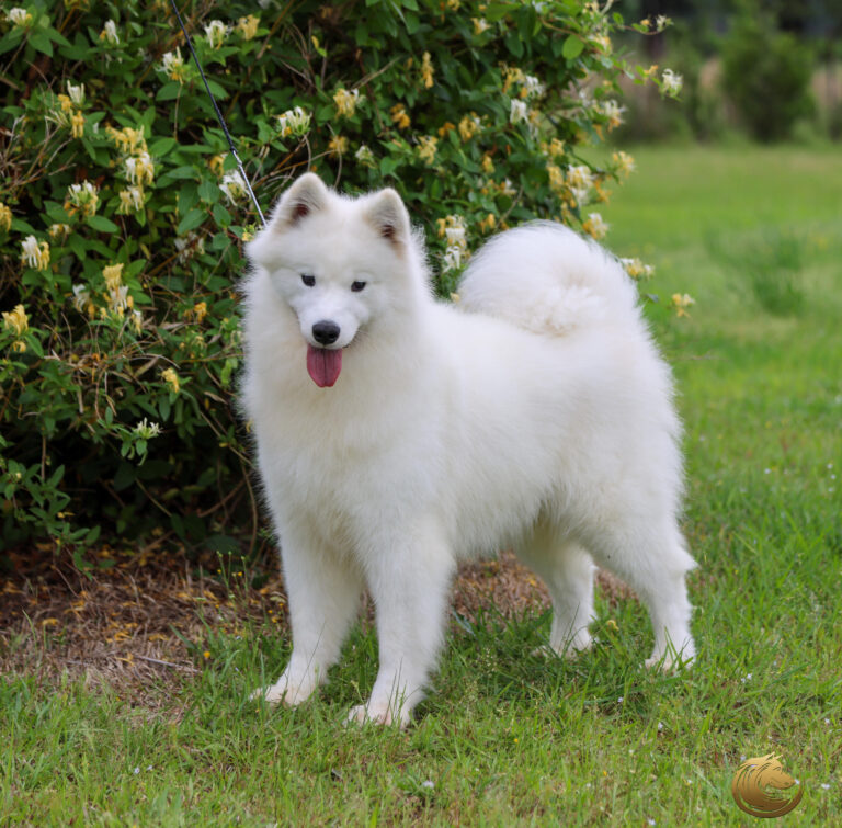 AVAILABLE TO APPROVED HOME, KISMET 4 YEAR OLD FEMALE