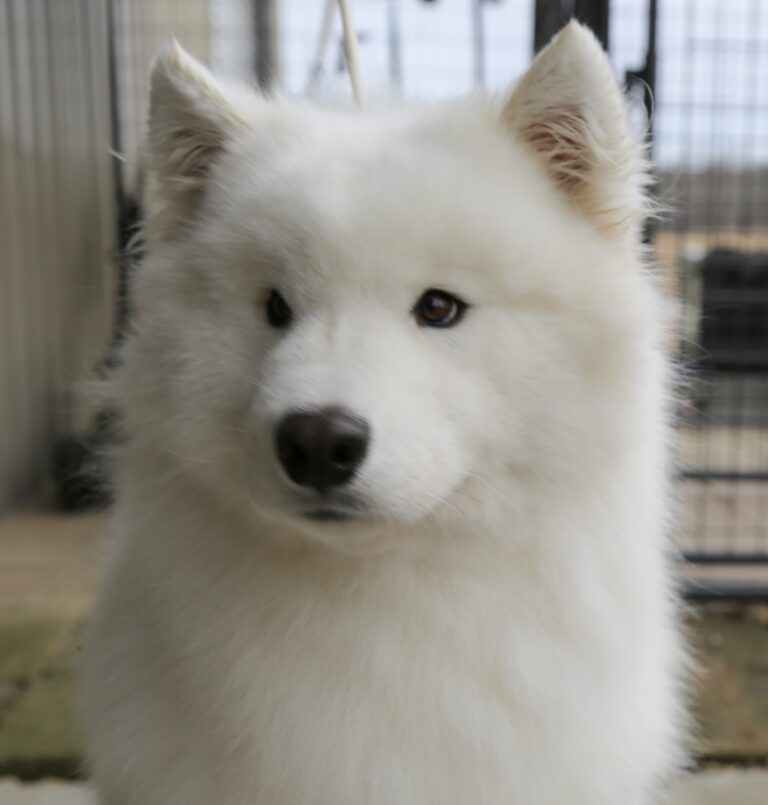 FOR SALE, CHAMPION FEMALE, 3 YEARS OLD, “SPARKY”