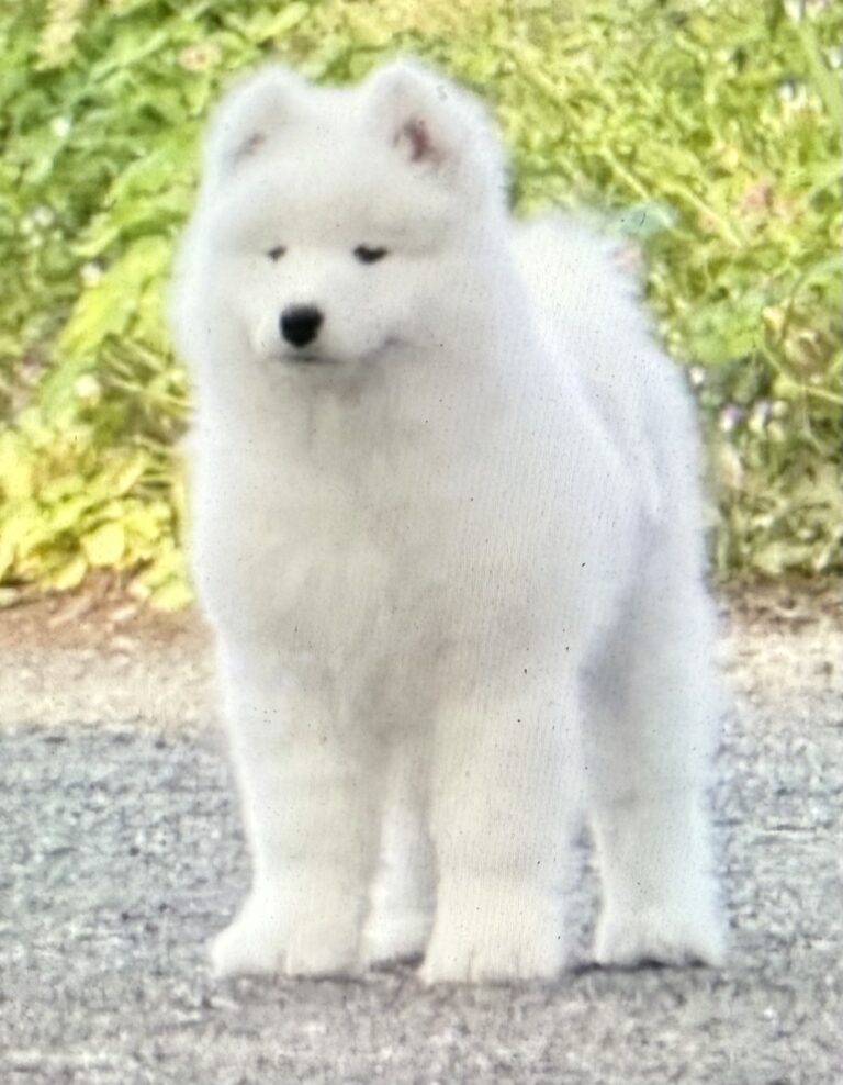 For Sale, show male 3 months old.