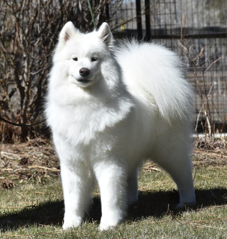 samoyed／Bon Bon Camisole Polar mist Samoyed puppies 2025 available buy a Samoyed puppy