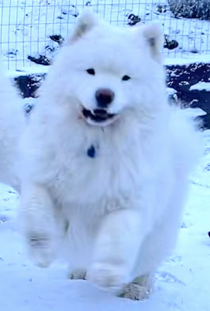 BISS POLAR MIST MOSTLY TALK,(HANK) MJ PT’d